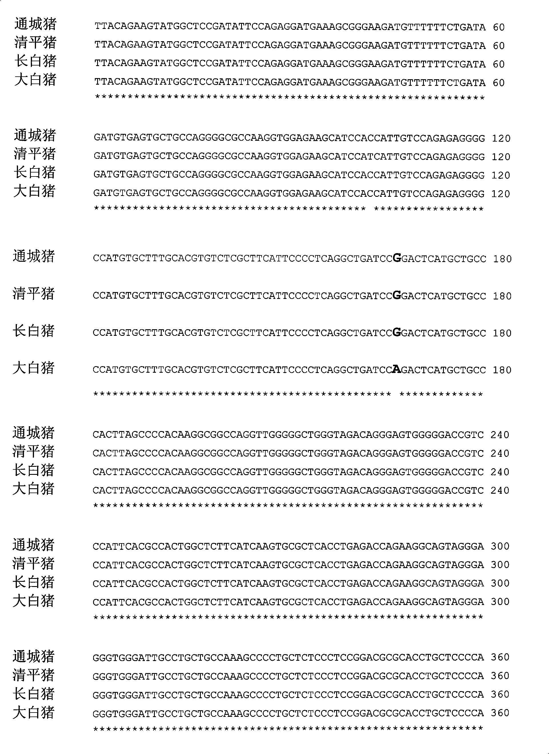 Genetic marker using MX1 genes as pig production trait and use thereof