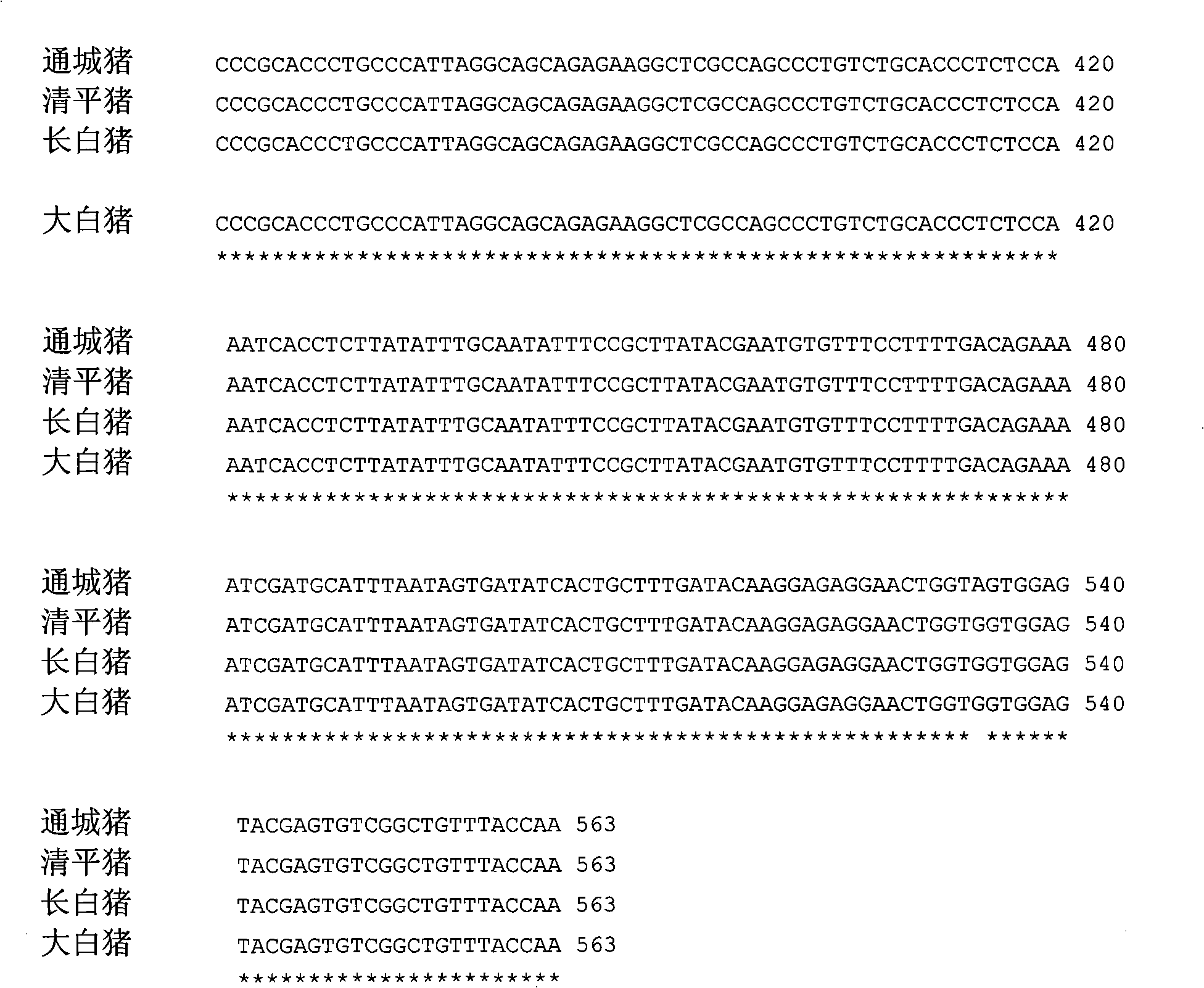 Genetic marker using MX1 genes as pig production trait and use thereof