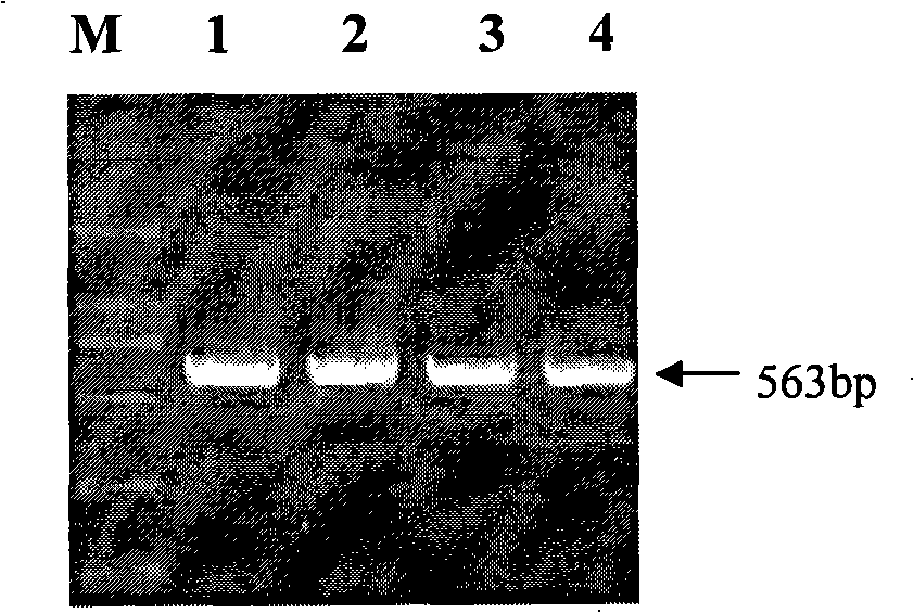 Genetic marker using MX1 genes as pig production trait and use thereof