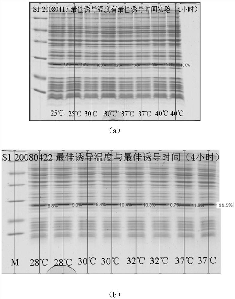 A kind of fermentation method for large-scale production of recombinant exendin-4 polypeptide