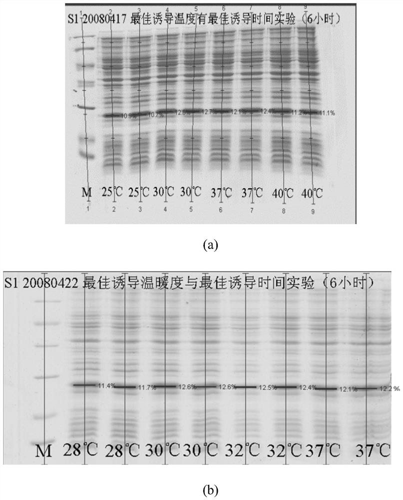 A kind of fermentation method for large-scale production of recombinant exendin-4 polypeptide