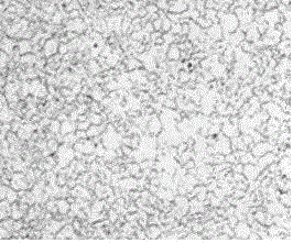 Stainless steel corrosive agent and stainless steel grain size display method