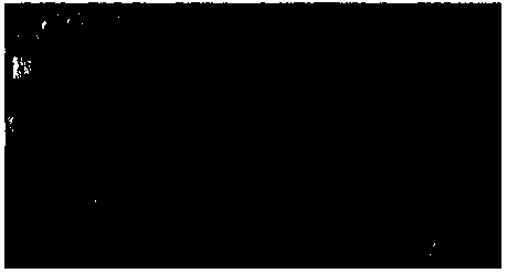 Method for producing carbonized coal/coke for gasification by large tamping briquette on coke oven