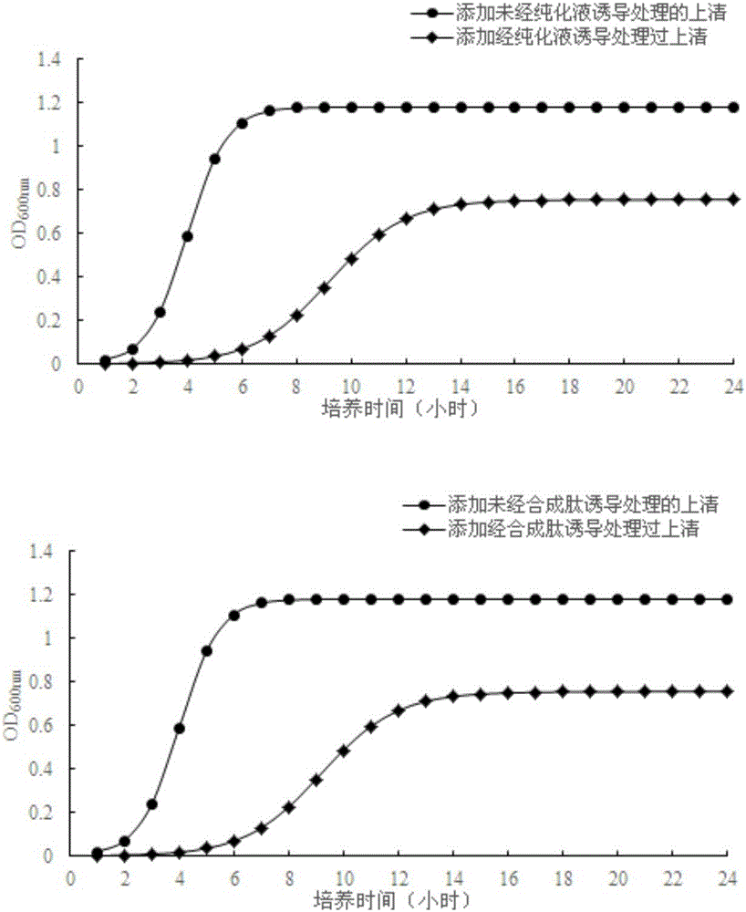 Polypeptide and lactobacillus plantarum extracellular metabolite, application thereof, method for inducing lactobacillus plantarum to produce bacteriocin and identification method