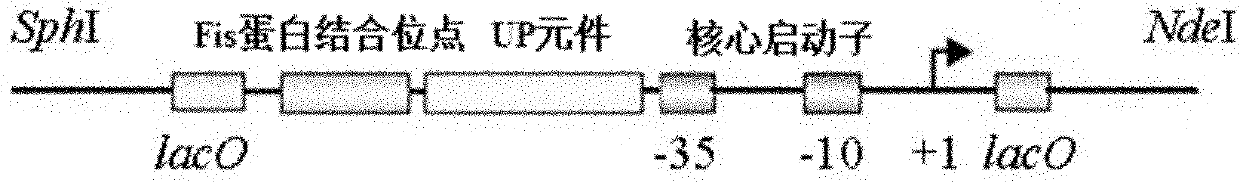 RRNA mosaic promoter and expression vector containing same