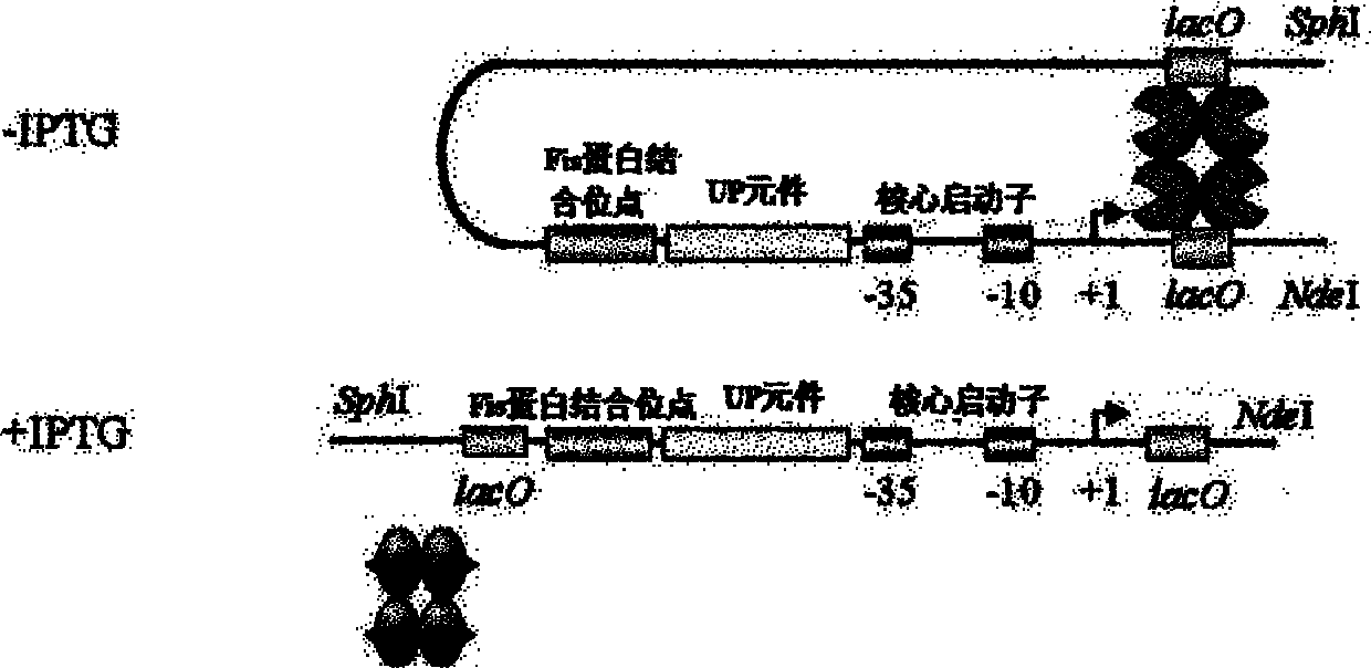 RRNA mosaic promoter and expression vector containing same