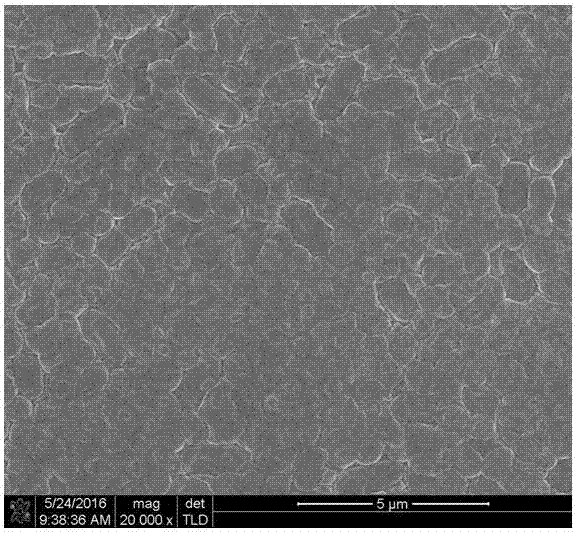 Application of arsenic oxidizing bacterium in repairing pollution of trivalent arsenic in paddy field