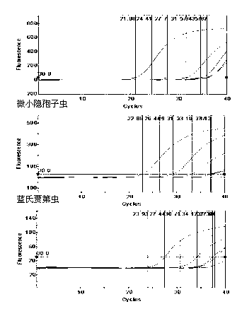 Various important aquagenic zoonoses protozoa simultaneous assay kit and preparation method thereof