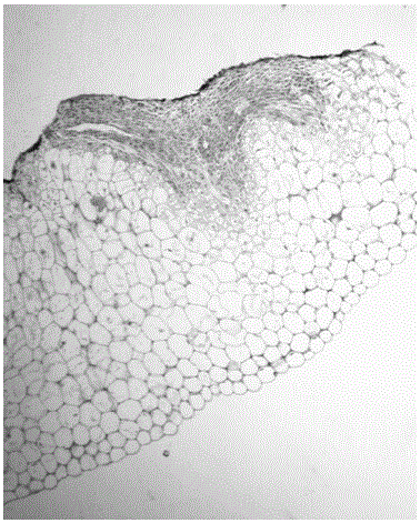 Preparation method of paraffin section of cannabis sativa callus