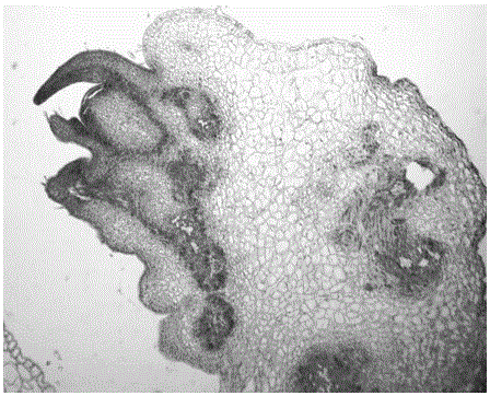 Preparation method of paraffin section of cannabis sativa callus