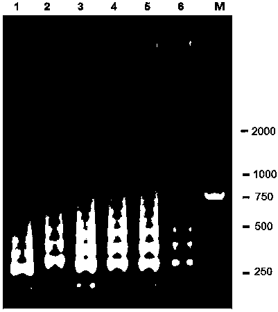 A kind of lamp primer and its kit for detecting the silkworm bipartite densovirus