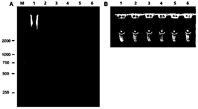 A kind of lamp primer and its kit for detecting the silkworm bipartite densovirus