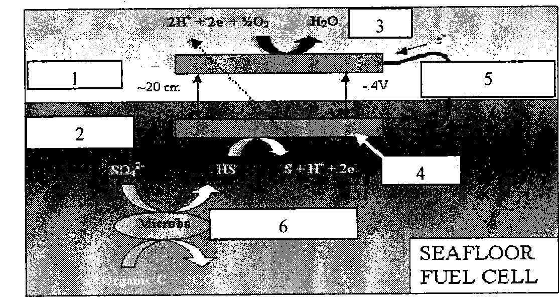 Sea mud/ seawater biofuel cell system for protecting metallic corrosion cathode