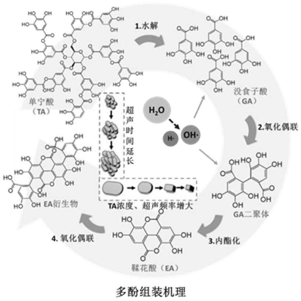 Bio-based nano assembled curing agent for strengthening and toughening epoxy resin and preparation method of bio-based nano assembled curing agent