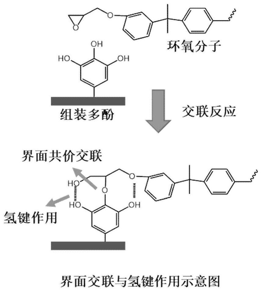 Bio-based nano assembled curing agent for strengthening and toughening epoxy resin and preparation method of bio-based nano assembled curing agent