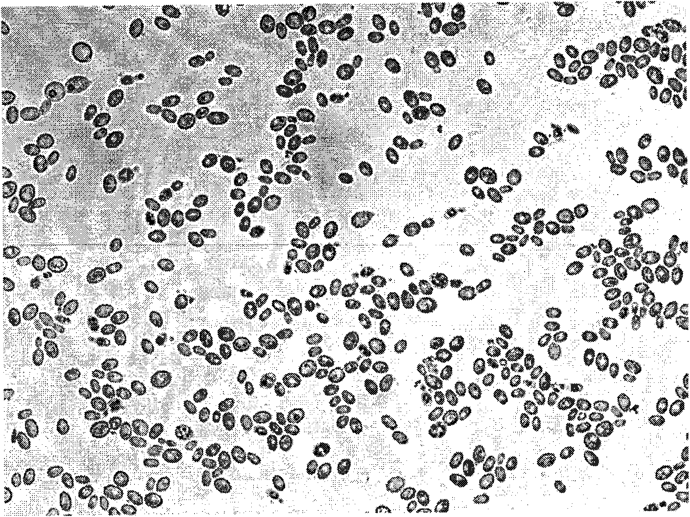 Phaffia rhodozyma YZUXHONG686 and application thereof