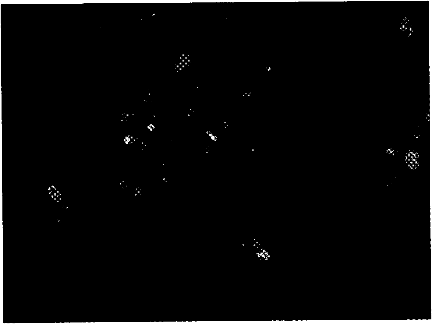 Phaffia rhodozyma YZUXHONG686 and application thereof