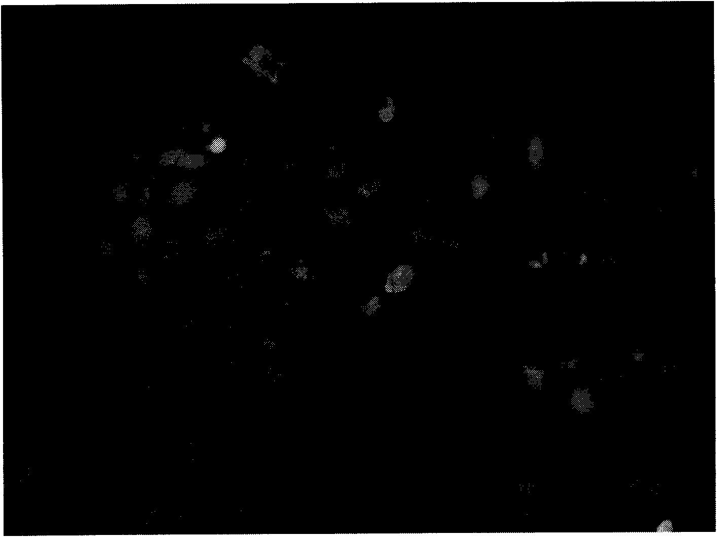 Phaffia rhodozyma YZUXHONG686 and application thereof