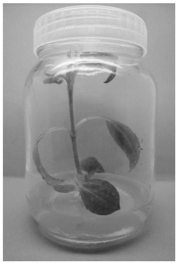 A method for overcoming the vitrification of regenerated seedlings after cryopreservation of Jerusalem artichoke stem tips