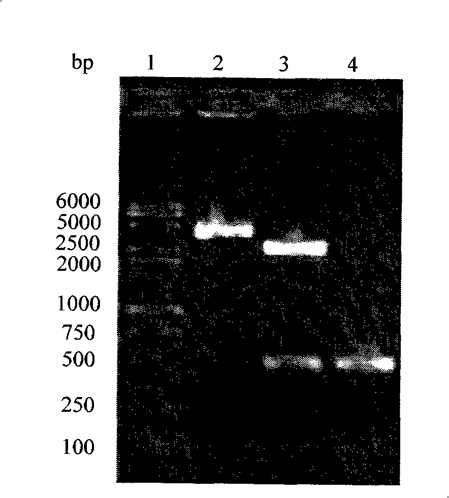 Method for constructing hepatitis C virus specific ribozyme M1GS-hcv/C67 and uses thereof