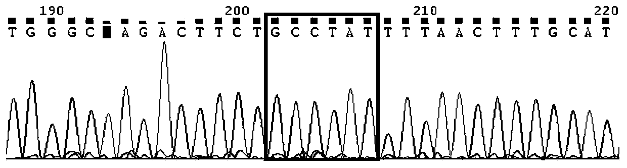 Kit for detecting imatinib targeted drug use related gene mutation