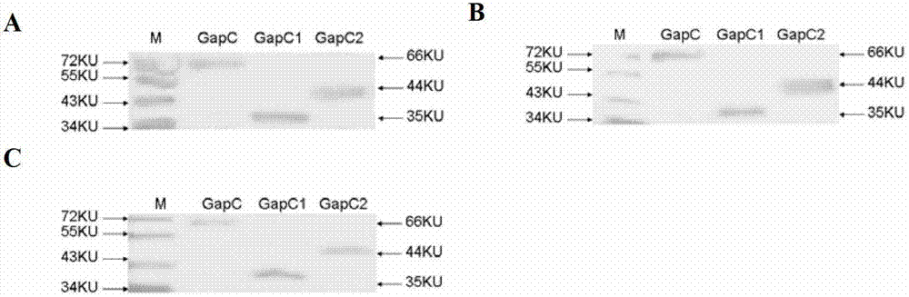 Preparation and application of GIT fusion protein used for preventing dairy cow mastitis