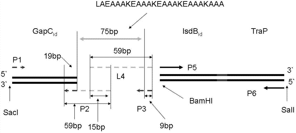 Preparation and application of GIT fusion protein used for preventing dairy cow mastitis