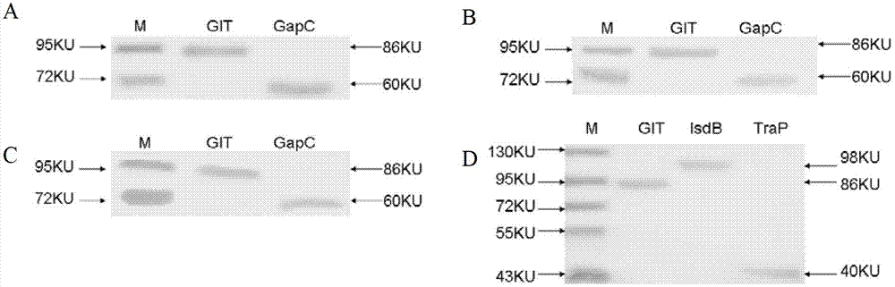 Preparation and application of GIT fusion protein used for preventing dairy cow mastitis