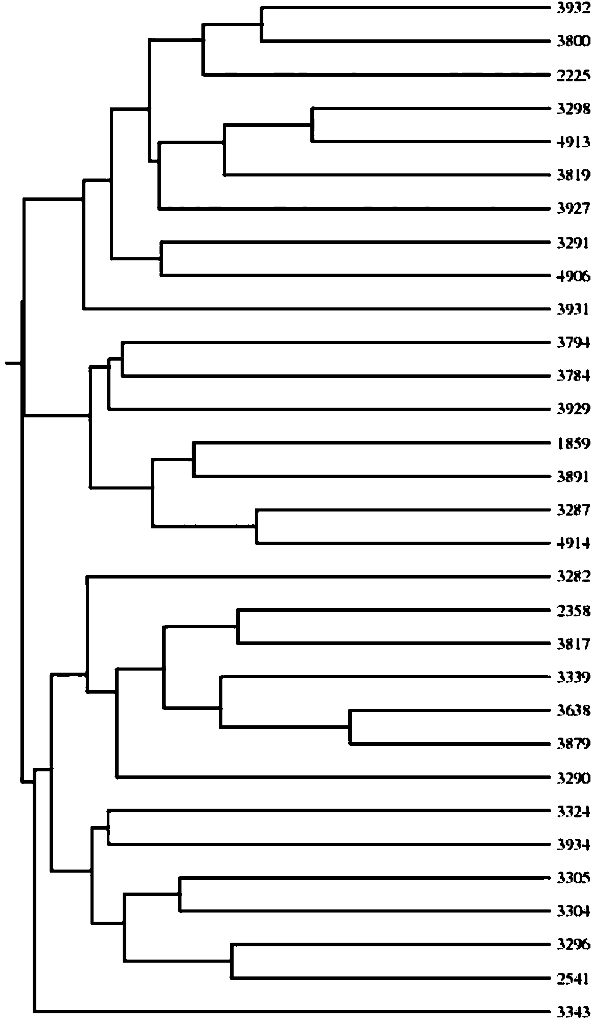 SSR core primer group developed based on sesame complete genomic sequence and application