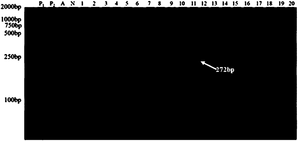 Method of chrysanthemum amenone form molecular marker assistant selection