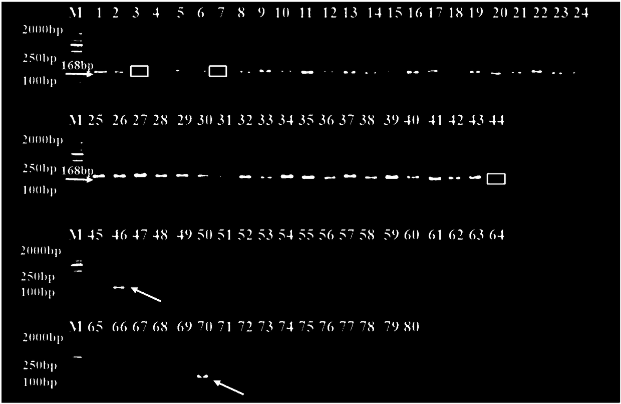 Method of chrysanthemum amenone form molecular marker assistant selection