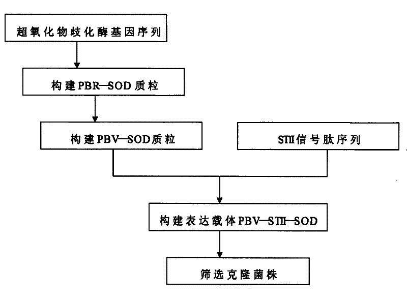 Technique for producing gene rHu(Cu/Zn-SOD) with one-step method