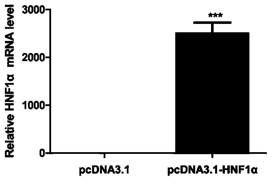 Novel anti-HBV endogenous protein HNF1alpha and application thereof