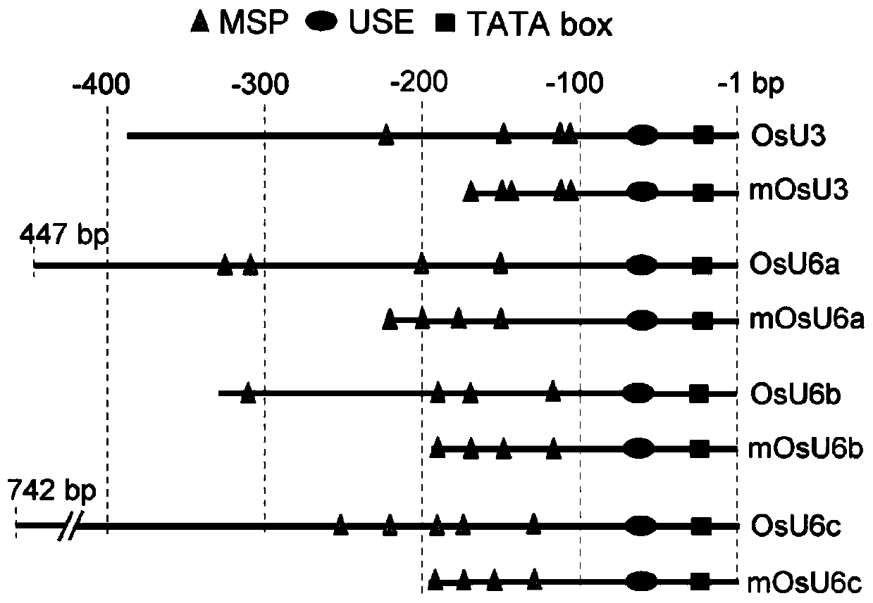 Short small-nuclear RNA promoter and construction method and application thereof in genome editing