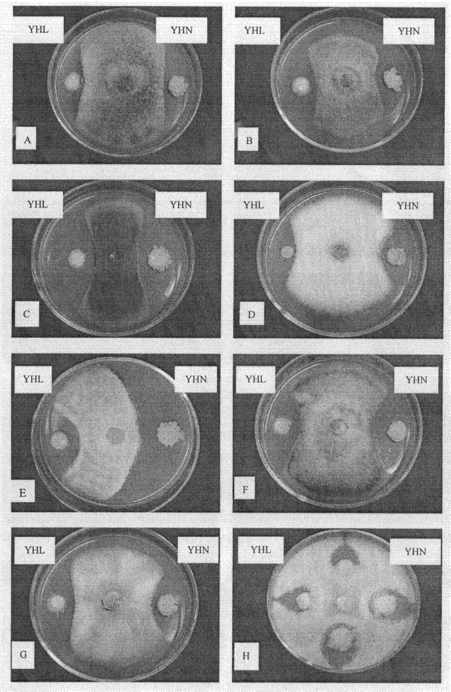 Separation and application of antiviral bacillus amyloliquefaciens