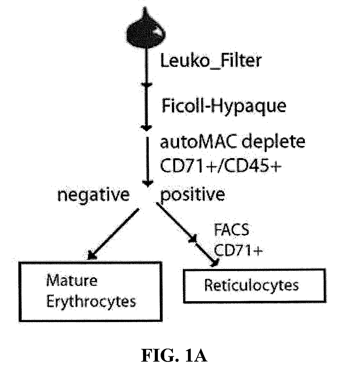 Methods and compositions for the treatment of erythrocyte diseases