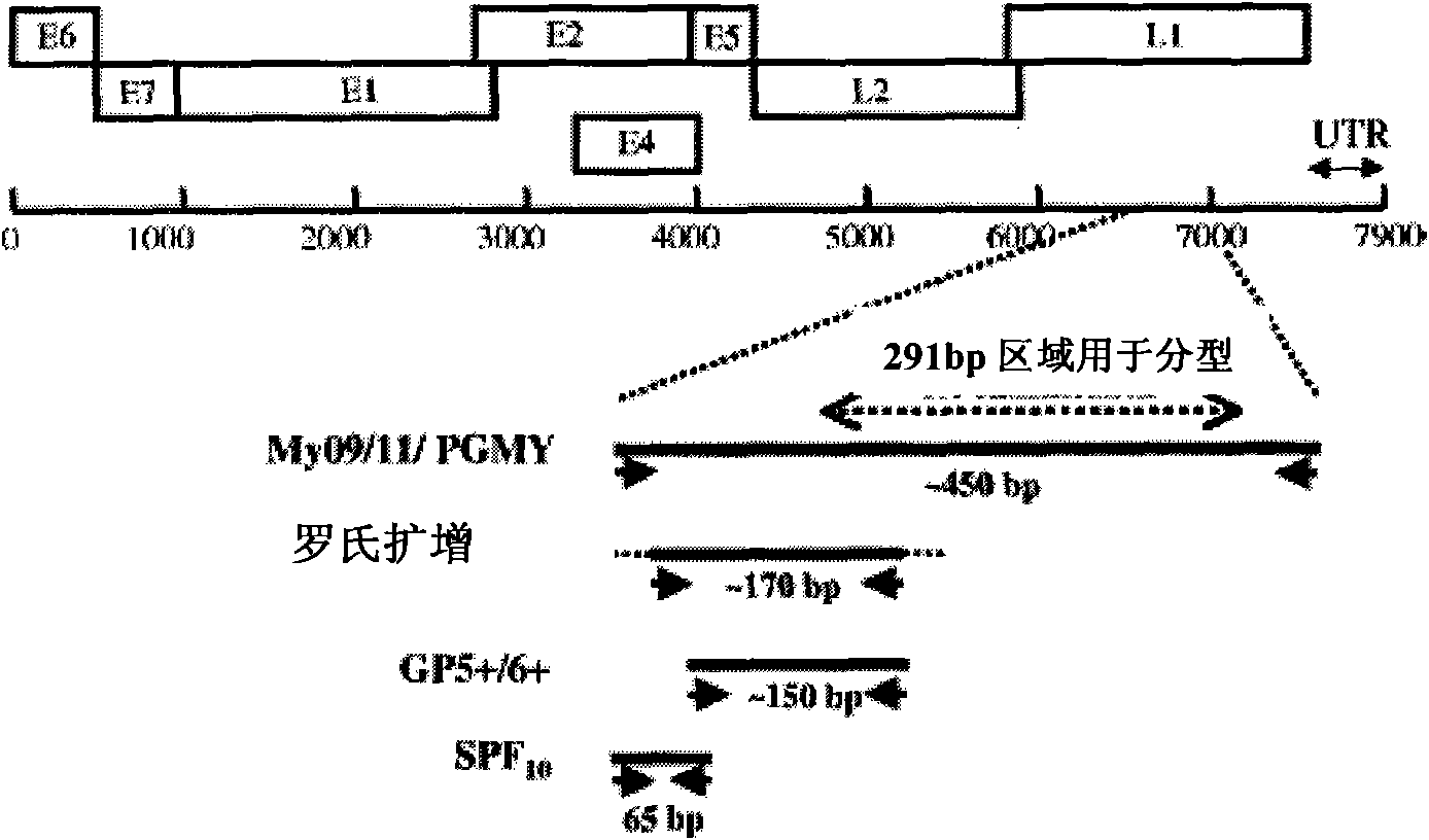 Human papillomavirus gene chip, preparation and application thereof, assay kit and application thereof