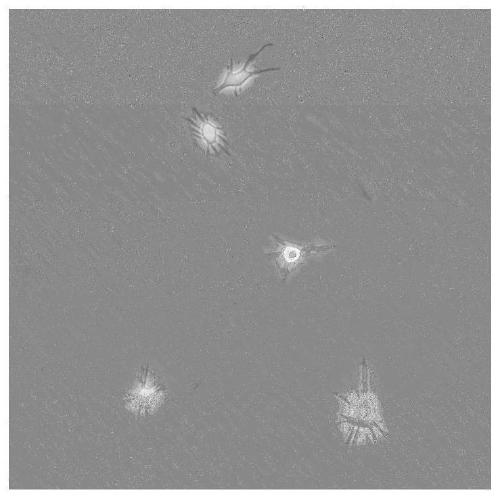 Construction method of HAFFT1 cells