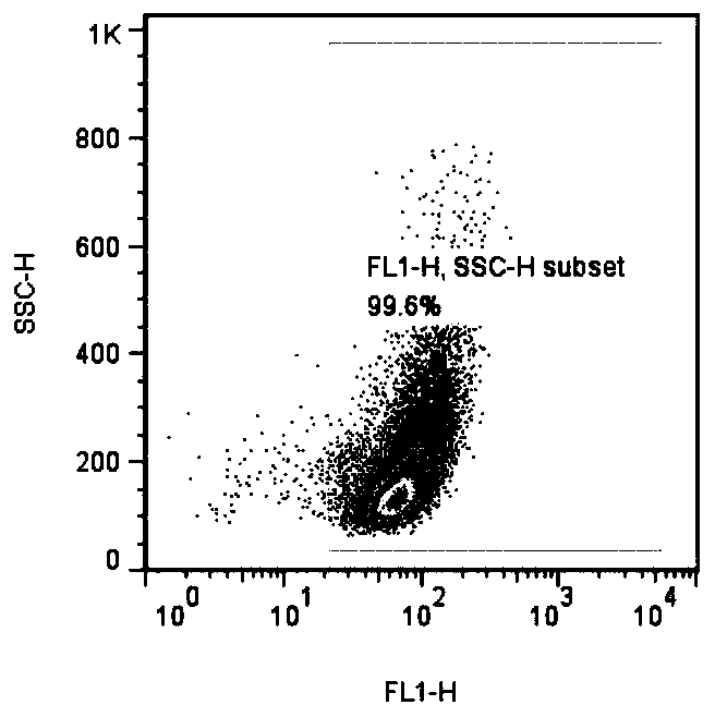 Construction method of HAFFT1 cells