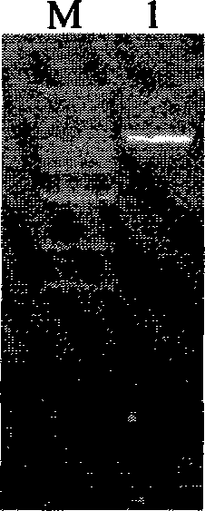 Pig akirin2 gene promoter and application thereof