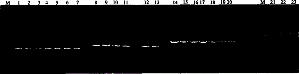 Pig akirin2 gene promoter and application thereof