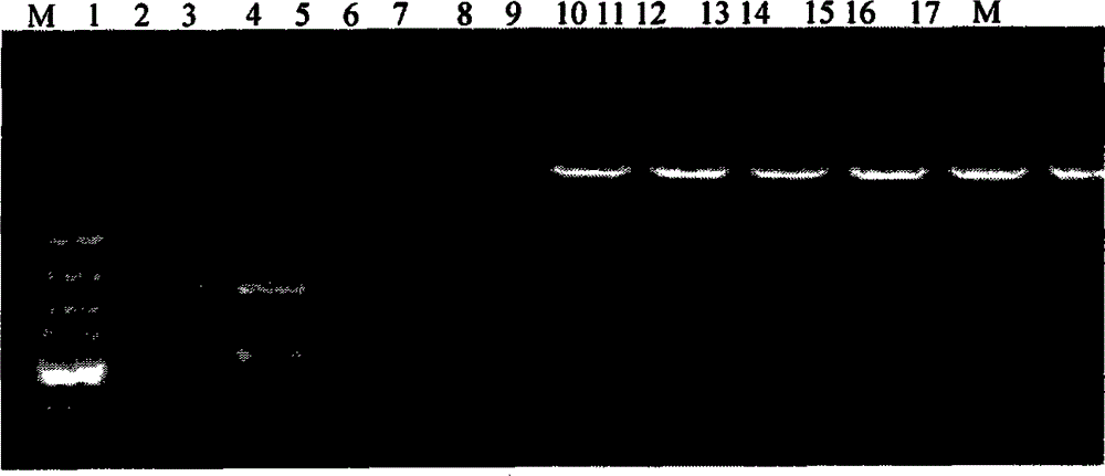 Pig akirin2 gene promoter and application thereof