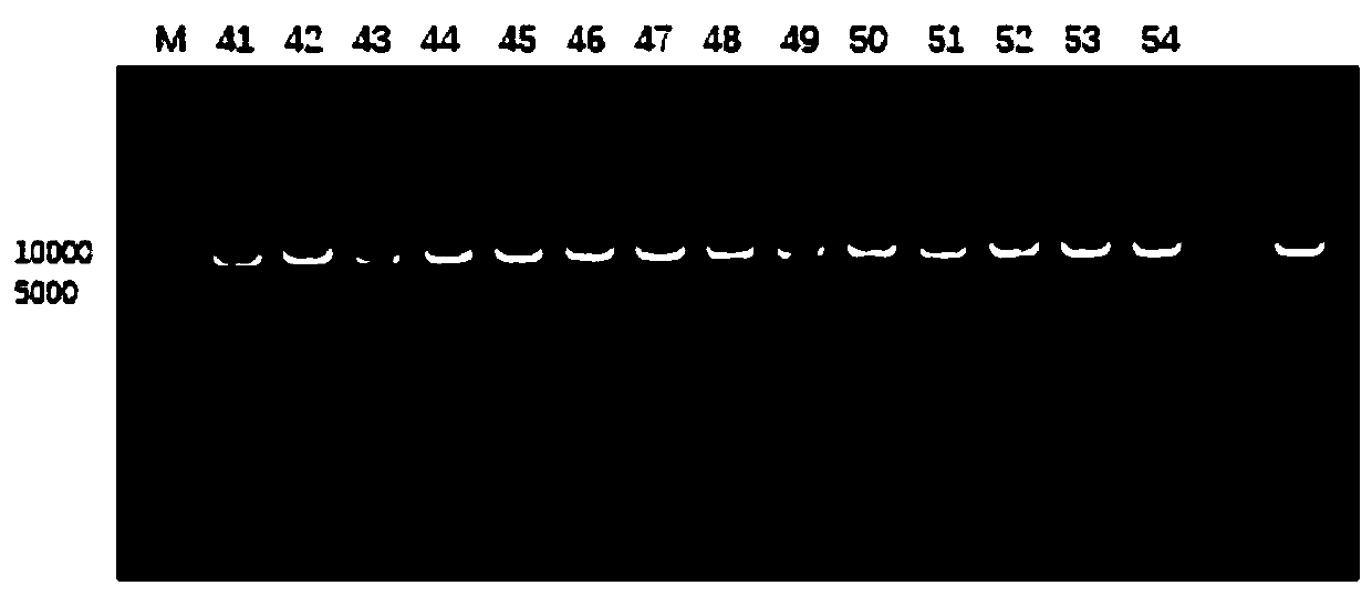 Alcohol dehydrogenase mutant and application thereof