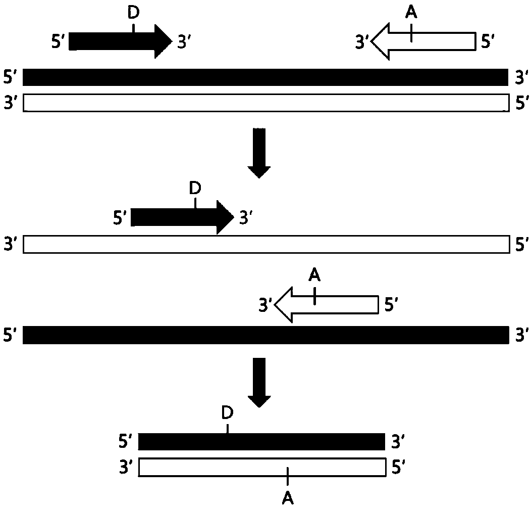 FRET-based fluorescent nucleic acid detection method and kit