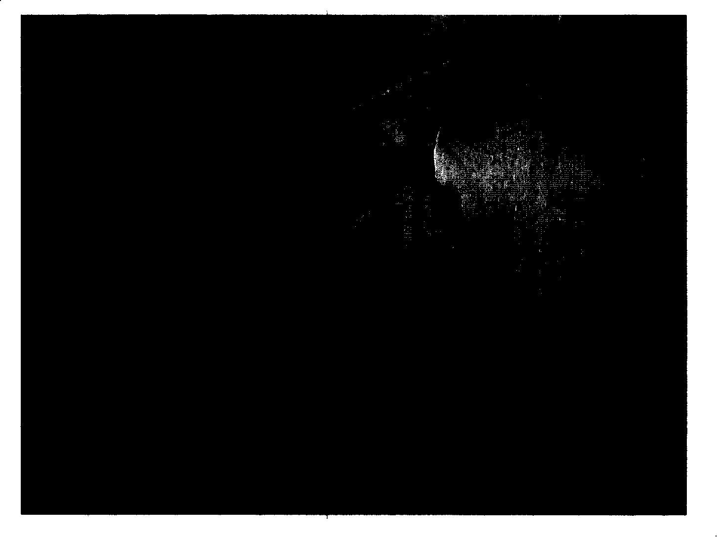 Culture method for antrodia cinnamomea