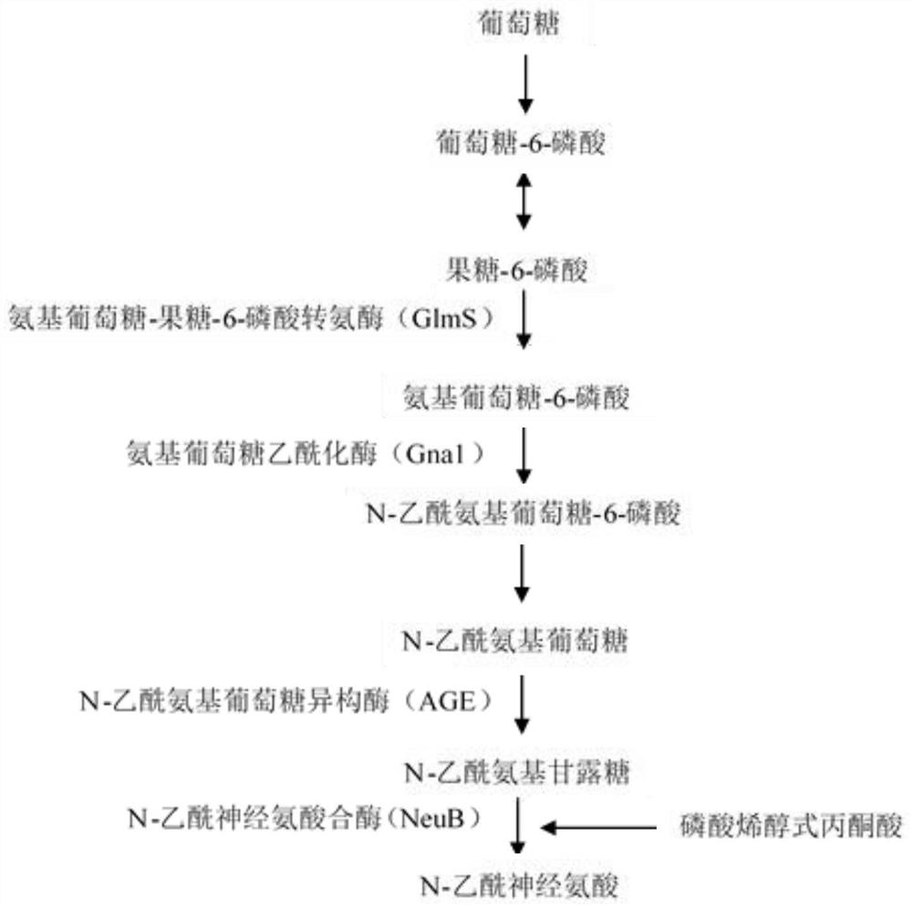 A kind of recombinant bacillus subtilis that accumulates n-acetylneuraminic acid and its application