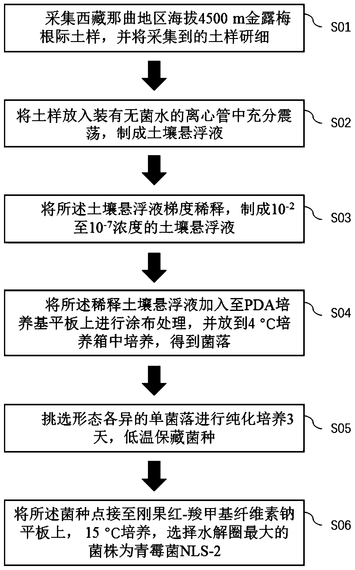 Low-temperature resistant cellulose penicillium and application thereof