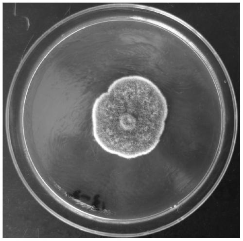 Low-temperature resistant cellulose penicillium and application thereof