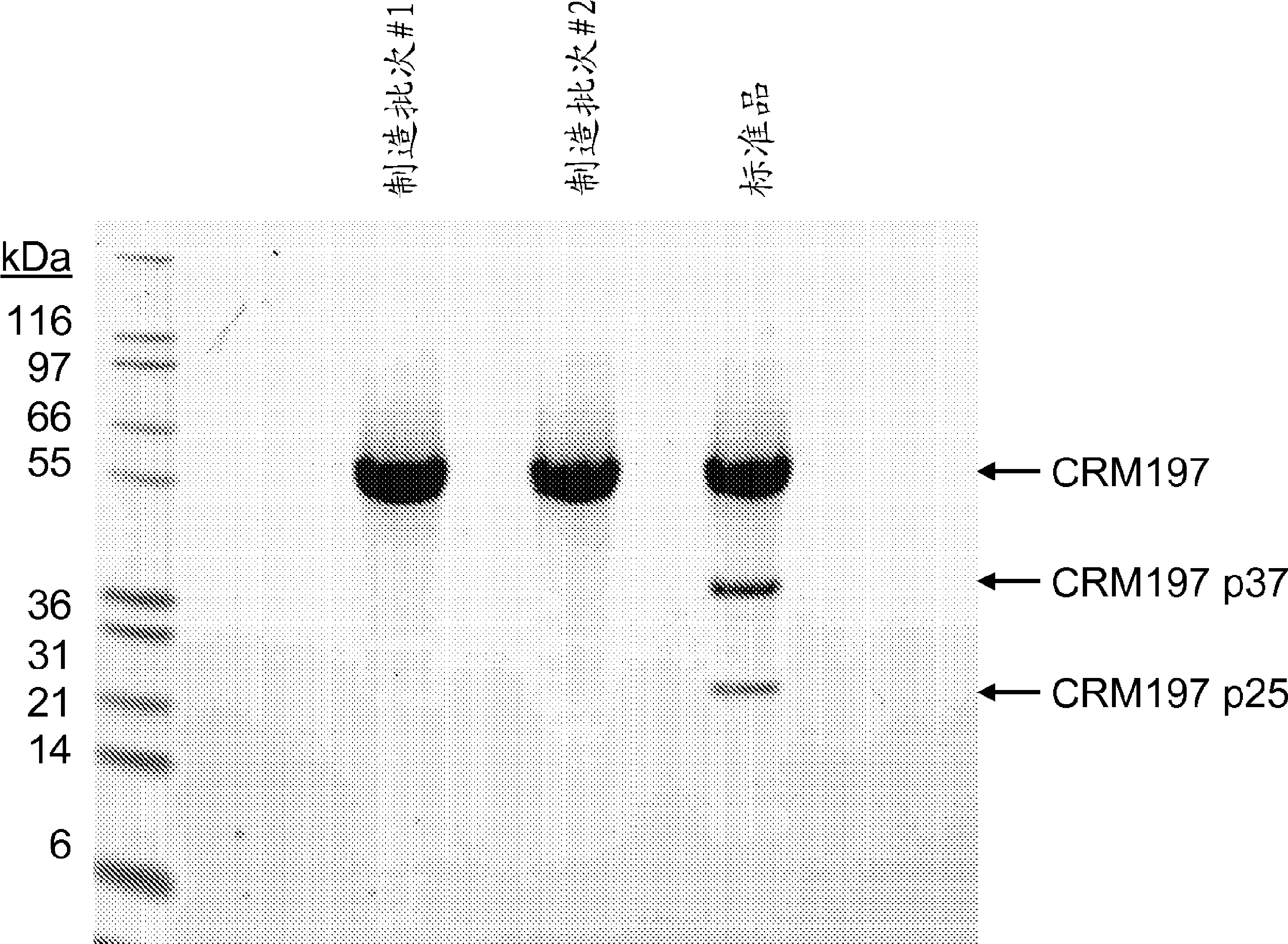 Methods of purification of native or mutant forms of diphtheria toxin