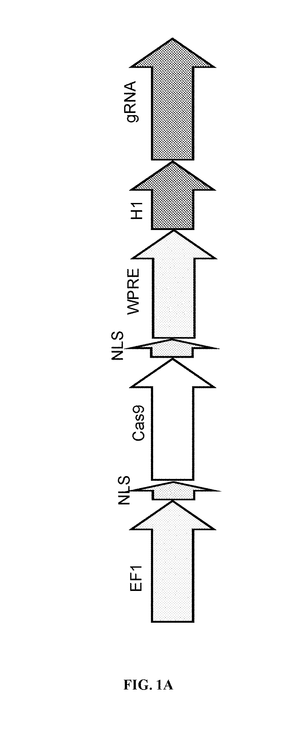 Methods, compositions and kits for increasing genome editing efficiency